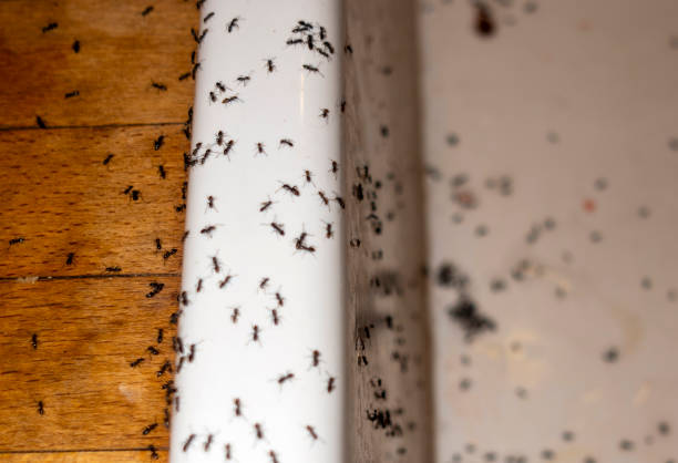 Best Insect Control  in Lam, AR