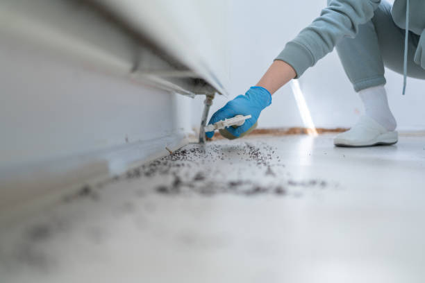 Best Rat Extermination Near Me  in Lam, AR